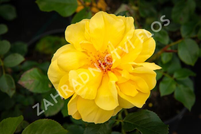 Růže mnohokvětá Tantau 'Goldschatz' - Rosa MK 'Goldschatz'