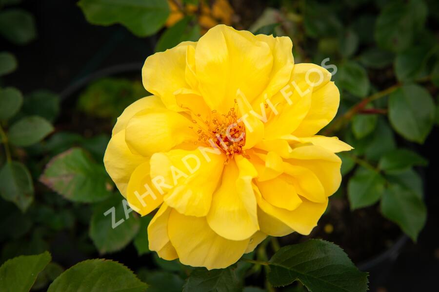 Růže mnohokvětá Tantau 'Goldschatz' - Rosa MK 'Goldschatz'