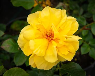 Růže mnohokvětá Tantau 'Goldschatz'