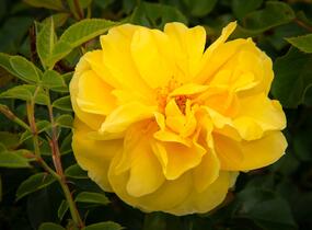 Růže mnohokvětá Tantau 'Goldschatz' - Rosa MK 'Goldschatz'