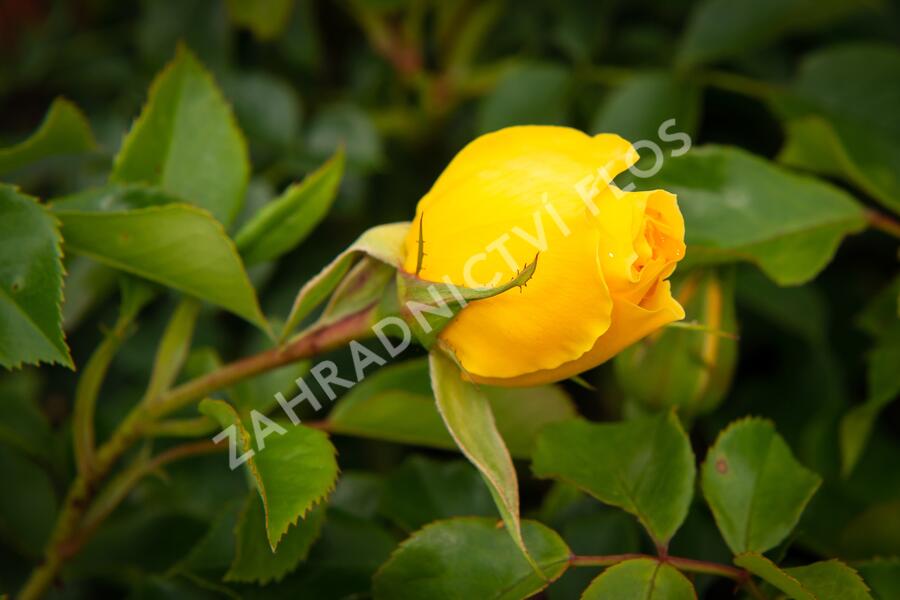 Růže mnohokvětá Tantau 'Goldschatz' - Rosa MK 'Goldschatz'