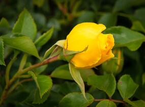 Růže mnohokvětá Tantau 'Goldschatz' - Rosa MK 'Goldschatz'