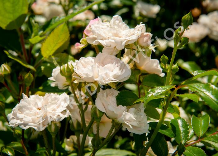Růže půdopokryvná 'Crystal Fairy' - Rosa PK 'Crystal Fairy'