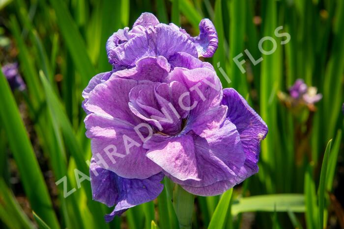 Kosatec sibiřský 'Having Fun' - Iris sibirica 'Having Fun'