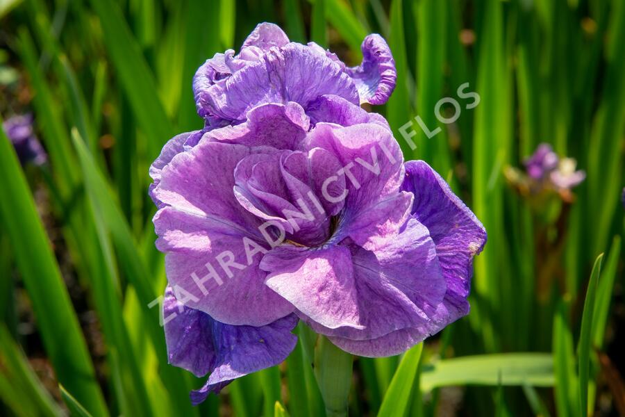 Kosatec sibiřský 'Having Fun' - Iris sibirica 'Having Fun'