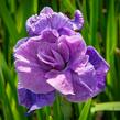 Kosatec sibiřský 'Having Fun' - Iris sibirica 'Having Fun'