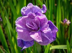 Kosatec sibiřský 'Having Fun' - Iris sibirica 'Having Fun'