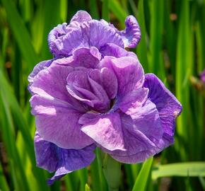 Kosatec sibiřský 'Having Fun' - Iris sibirica 'Having Fun'