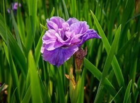 Kosatec sibiřský 'Having Fun' - Iris sibirica 'Having Fun'