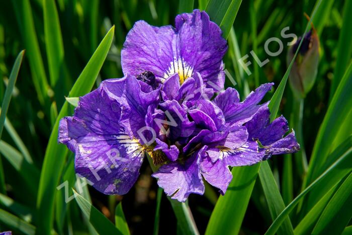 Kosatec sibiřský 'Bundle Of Joy' - Iris sibirica 'Bundle Of Joy'