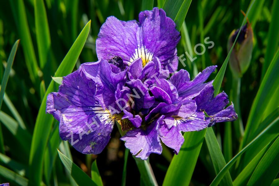 Kosatec sibiřský 'Bundle Of Joy' - Iris sibirica 'Bundle Of Joy'