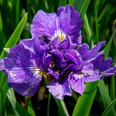 Kosatec sibiřský 'Bundle Of Joy' - Iris sibirica 'Bundle Of Joy'