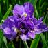 iris-sibirica-bundle-of-joy.jpg