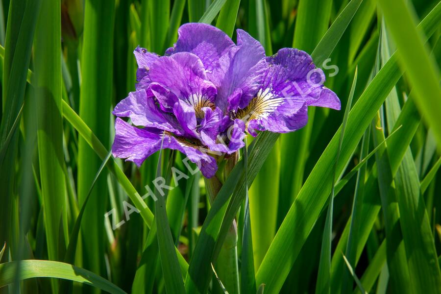 Kosatec sibiřský 'Bundle Of Joy' - Iris sibirica 'Bundle Of Joy'