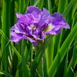 Kosatec sibiřský 'Bundle Of Joy' - Iris sibirica 'Bundle Of Joy'