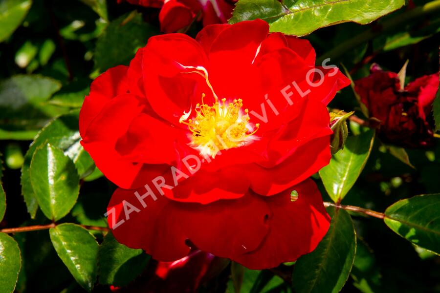 Růže mnohokvětá Kordes 'Mainaufeuer' - Rosa MK 'Mainaufeuer'