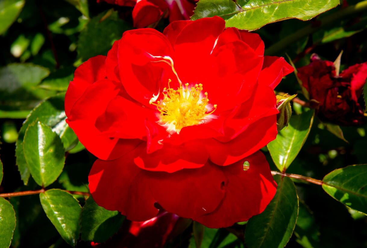 Růže mnohokvětá Kordes 'Mainaufeuer' - Rosa MK 'Mainaufeuer'