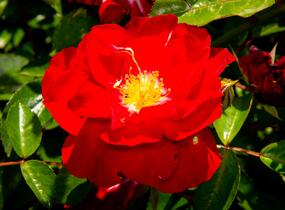 Růže mnohokvětá Kordes 'Mainaufeuer' - Rosa MK 'Mainaufeuer'