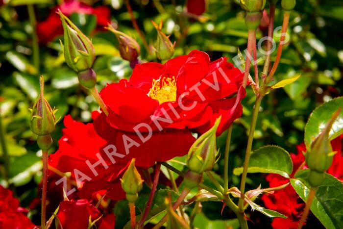 Růže mnohokvětá Kordes 'Mainaufeuer' - Rosa MK 'Mainaufeuer'