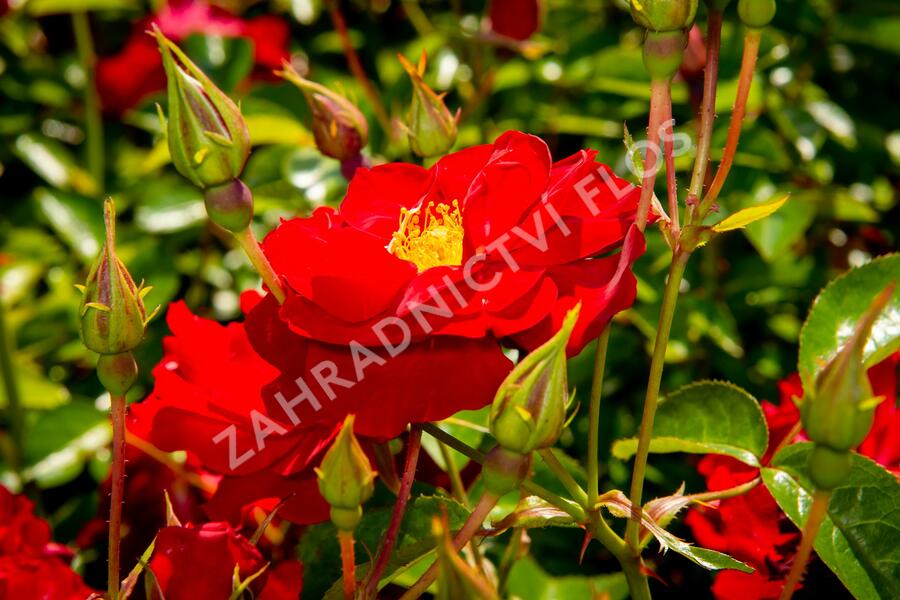 Růže mnohokvětá Kordes 'Mainaufeuer' - Rosa MK 'Mainaufeuer'