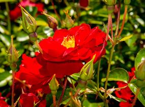 Růže mnohokvětá Kordes 'Mainaufeuer' - Rosa MK 'Mainaufeuer'