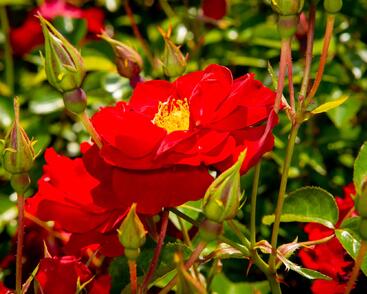 Růže mnohokvětá Kordes 'Mainaufeuer'