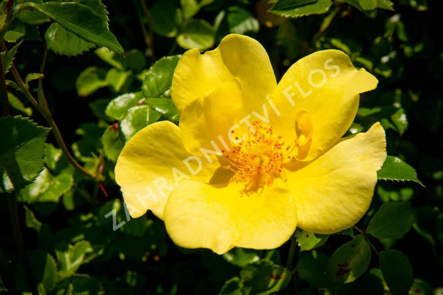 Růže mnohokvětá Meilland 'Pretty Star' - Rosa MK 'Pretty Star'