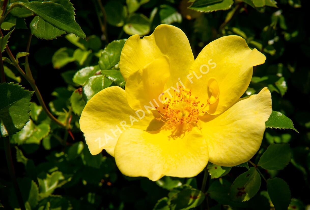 Růže mnohokvětá Meilland 'Pretty Star' - Rosa MK 'Pretty Star'