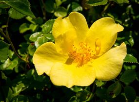 Růže mnohokvětá Meilland 'Pretty Star' - Rosa MK 'Pretty Star'