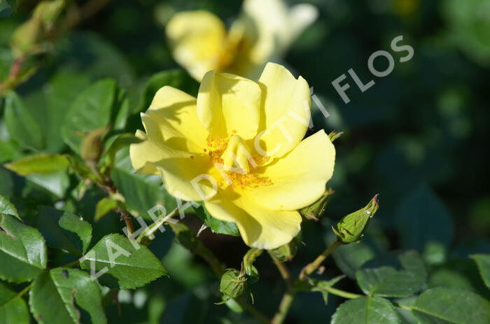 Růže mnohokvětá Meilland 'Pretty Star' - Rosa MK 'Pretty Star'