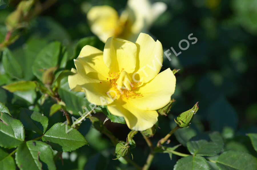 Růže mnohokvětá Meilland 'Pretty Star' - Rosa MK 'Pretty Star'