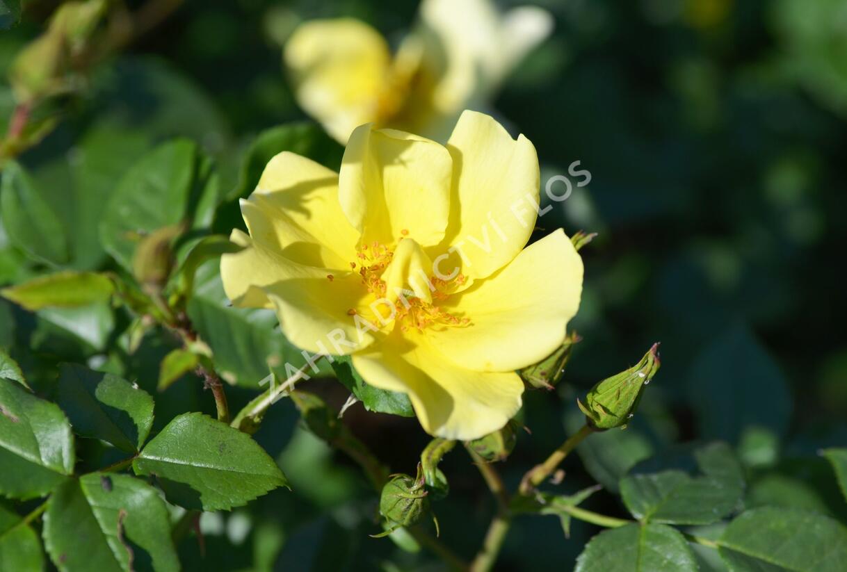Růže mnohokvětá Meilland 'Pretty Star' - Rosa MK 'Pretty Star'