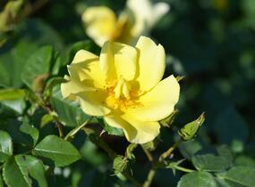 Růže mnohokvětá Meilland 'Pretty Star' - Rosa MK 'Pretty Star'