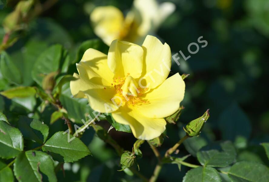Růže mnohokvětá Meilland 'Pretty Star' - Rosa MK 'Pretty Star'