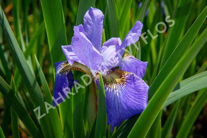 Kosatec sibiřský 'Golden Edge' - Iris sibirica 'Golden Edge'