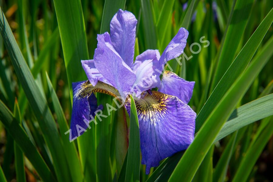 Kosatec sibiřský 'Golden Edge' - Iris sibirica 'Golden Edge'