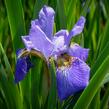 Kosatec sibiřský 'Golden Edge' - Iris sibirica 'Golden Edge'