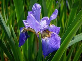 Kosatec sibiřský 'Golden Edge' - Iris sibirica 'Golden Edge'