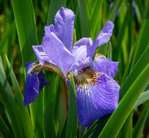 Kosatec sibiřský 'Golden Edge' - Iris sibirica 'Golden Edge'