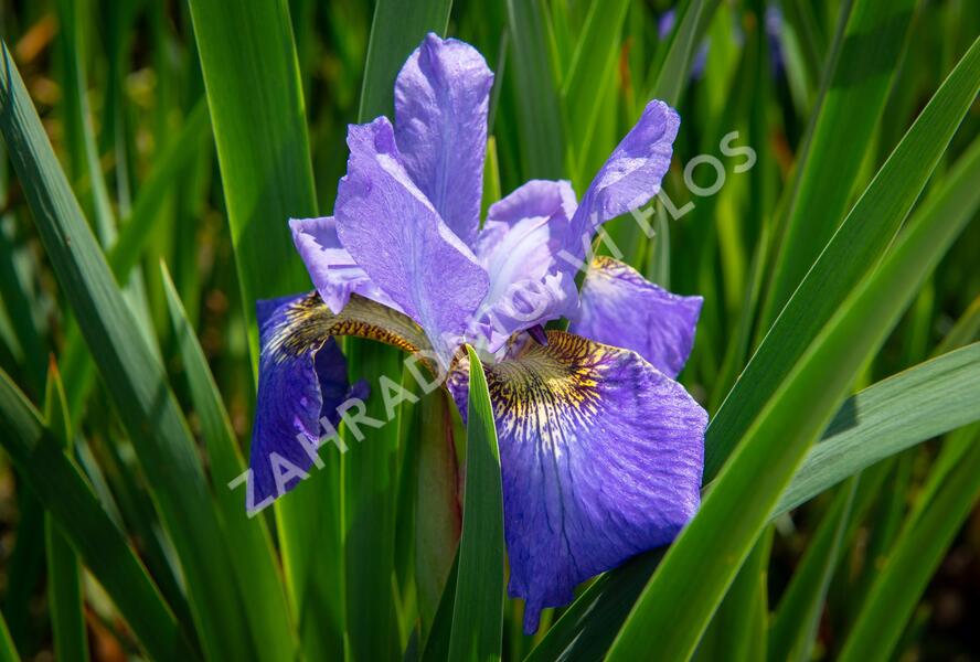 Kosatec sibiřský 'Golden Edge' - Iris sibirica 'Golden Edge'