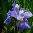 Kosatec sibiřský 'Golden Edge' - Iris sibirica 'Golden Edge'