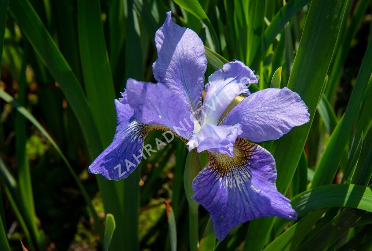 Kosatec sibiřský 'Golden Edge' - Iris sibirica 'Golden Edge'