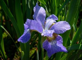 Kosatec sibiřský 'Golden Edge' - Iris sibirica 'Golden Edge'