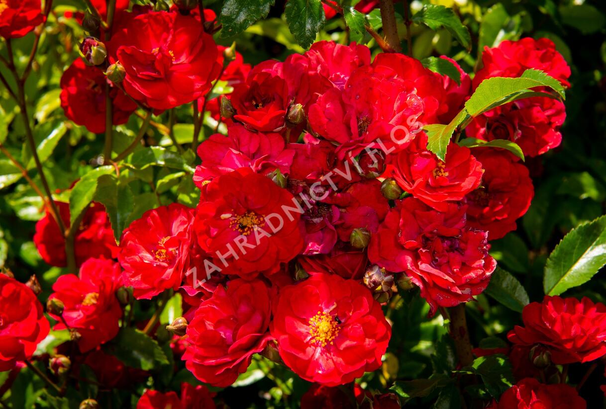 Růže půdopokryvná 'Fairy Dance' - Rosa PK 'Fairy Dance'