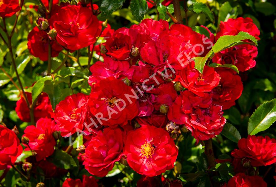Růže půdopokryvná 'Fairy Dance' - Rosa PK 'Fairy Dance'