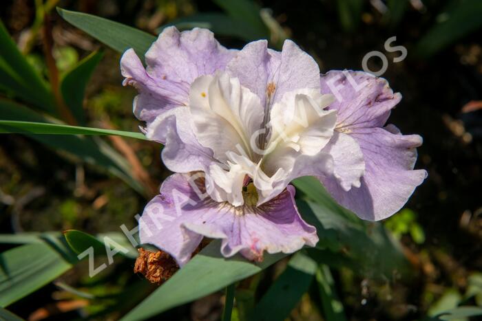 Kosatec sibiřský 'Dawn Waltz' - Iris sibirica 'Dawn Waltz'