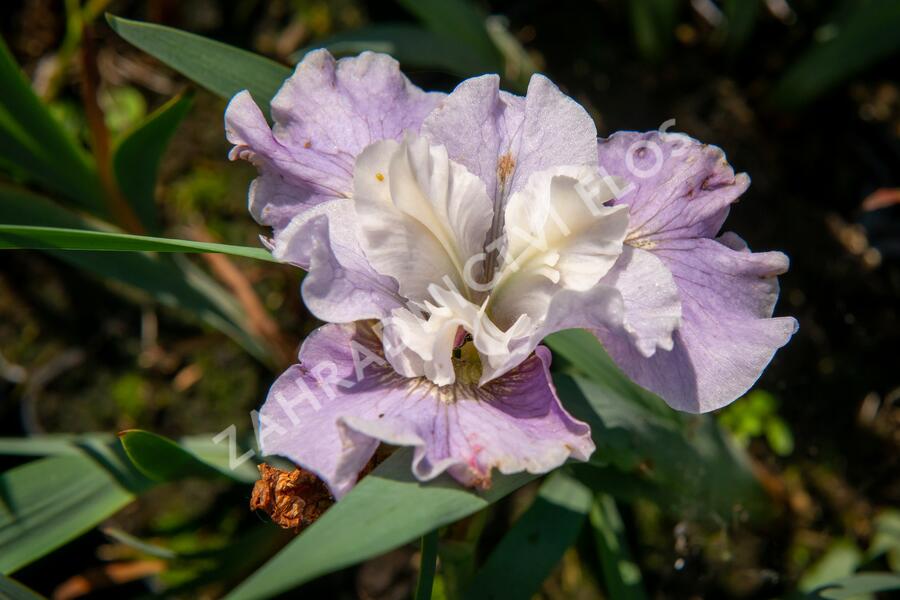 Kosatec sibiřský 'Dawn Waltz' - Iris sibirica 'Dawn Waltz'