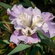 Kosatec sibiřský 'Dawn Waltz' - Iris sibirica 'Dawn Waltz'