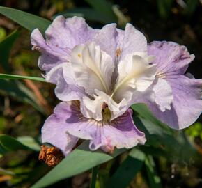 Kosatec sibiřský 'Dawn Waltz' - Iris sibirica 'Dawn Waltz'