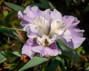 Kosatec sibiřský 'Dawn Waltz'